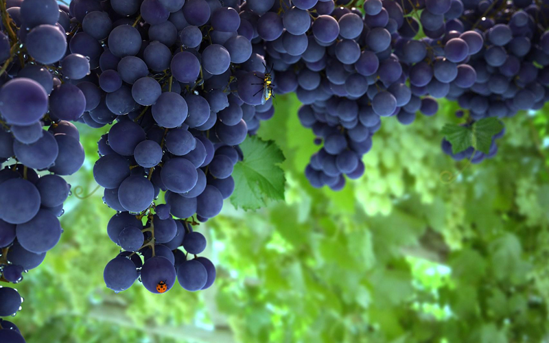 挑選水果小竅門(mén)最全攻略,這些您都知道嗎